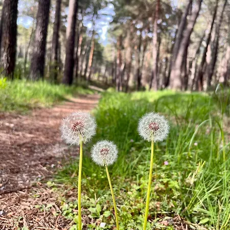 El Arrenal Del Canon Del Rio Lobos Санта-Мария-де-лас-Ойяс